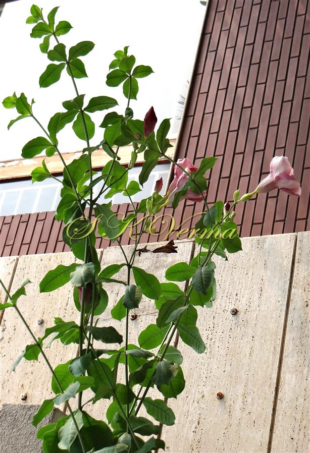  Plant